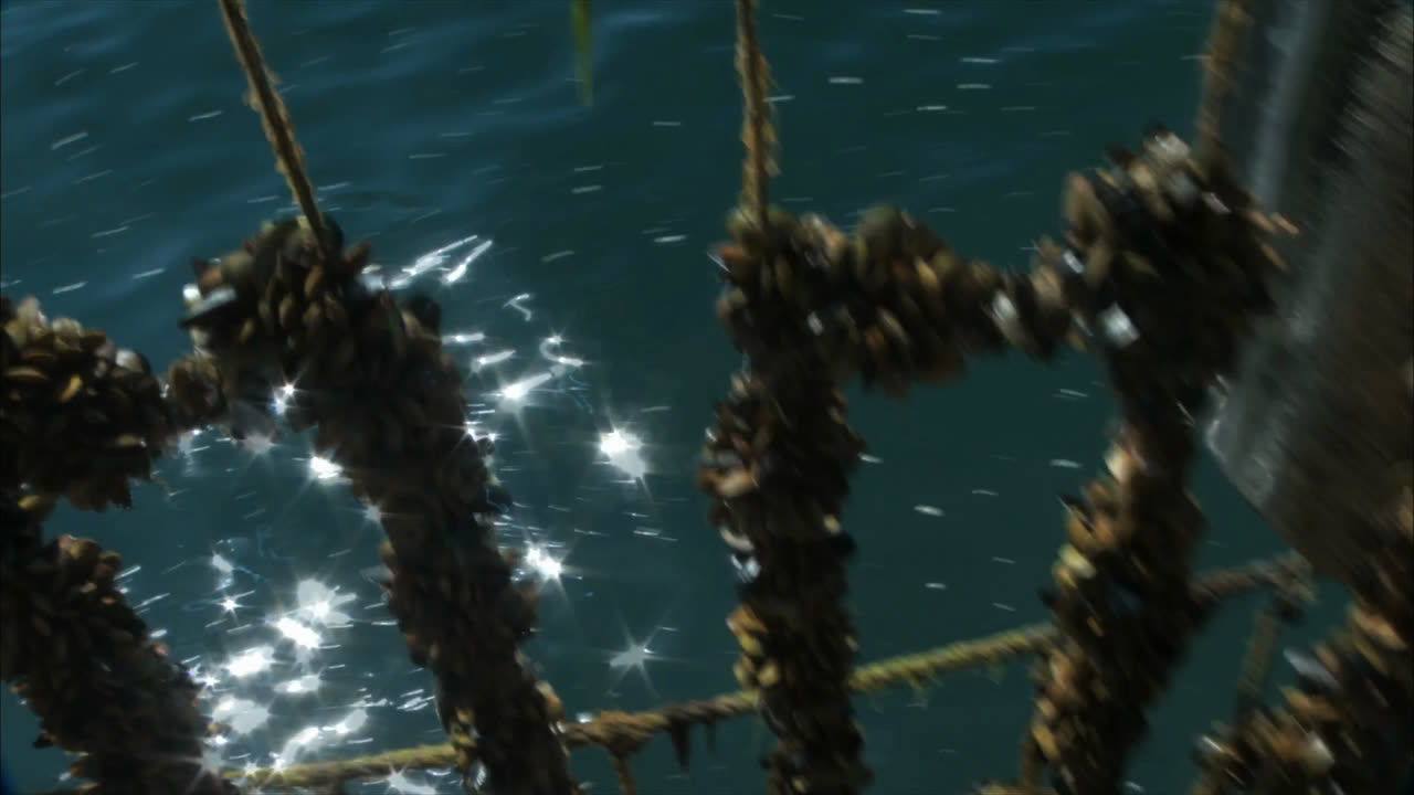 Mussel ropes underwater in the Marlborough Sounds